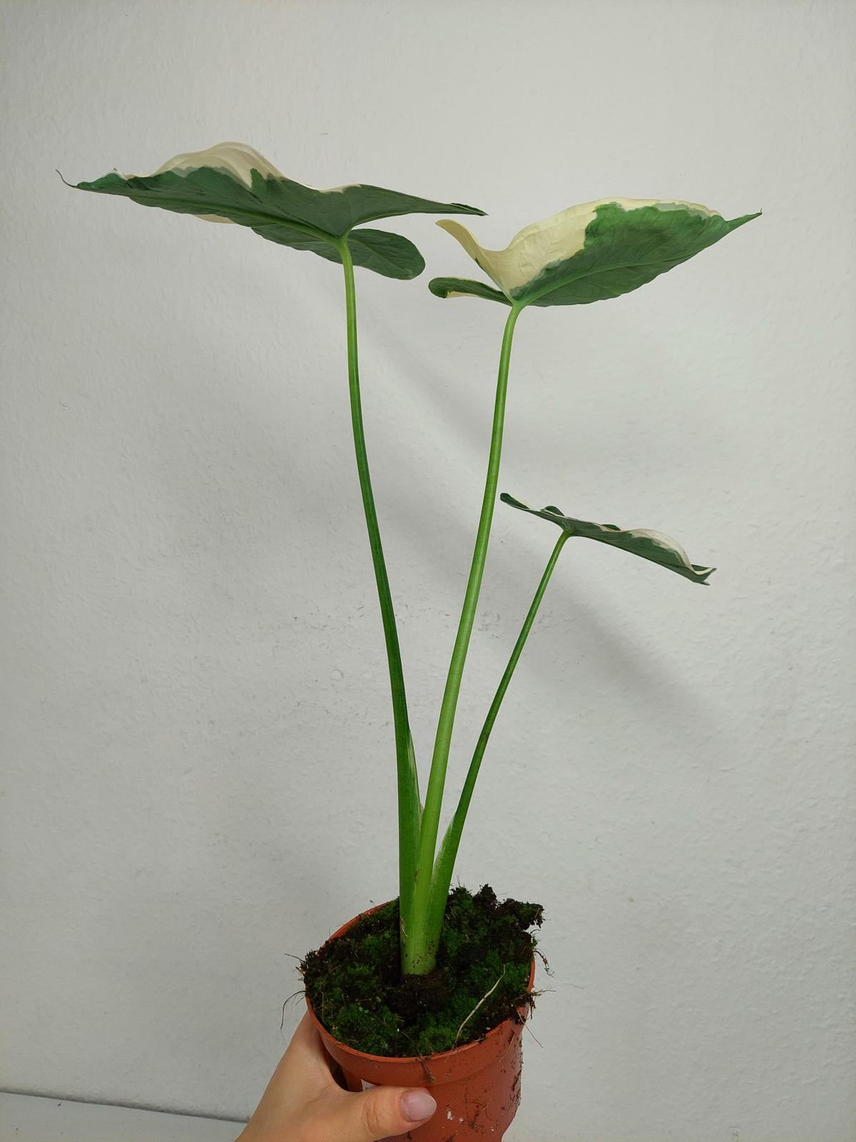 Alocasia Mickey Mouse / Xanthosoma Variegata