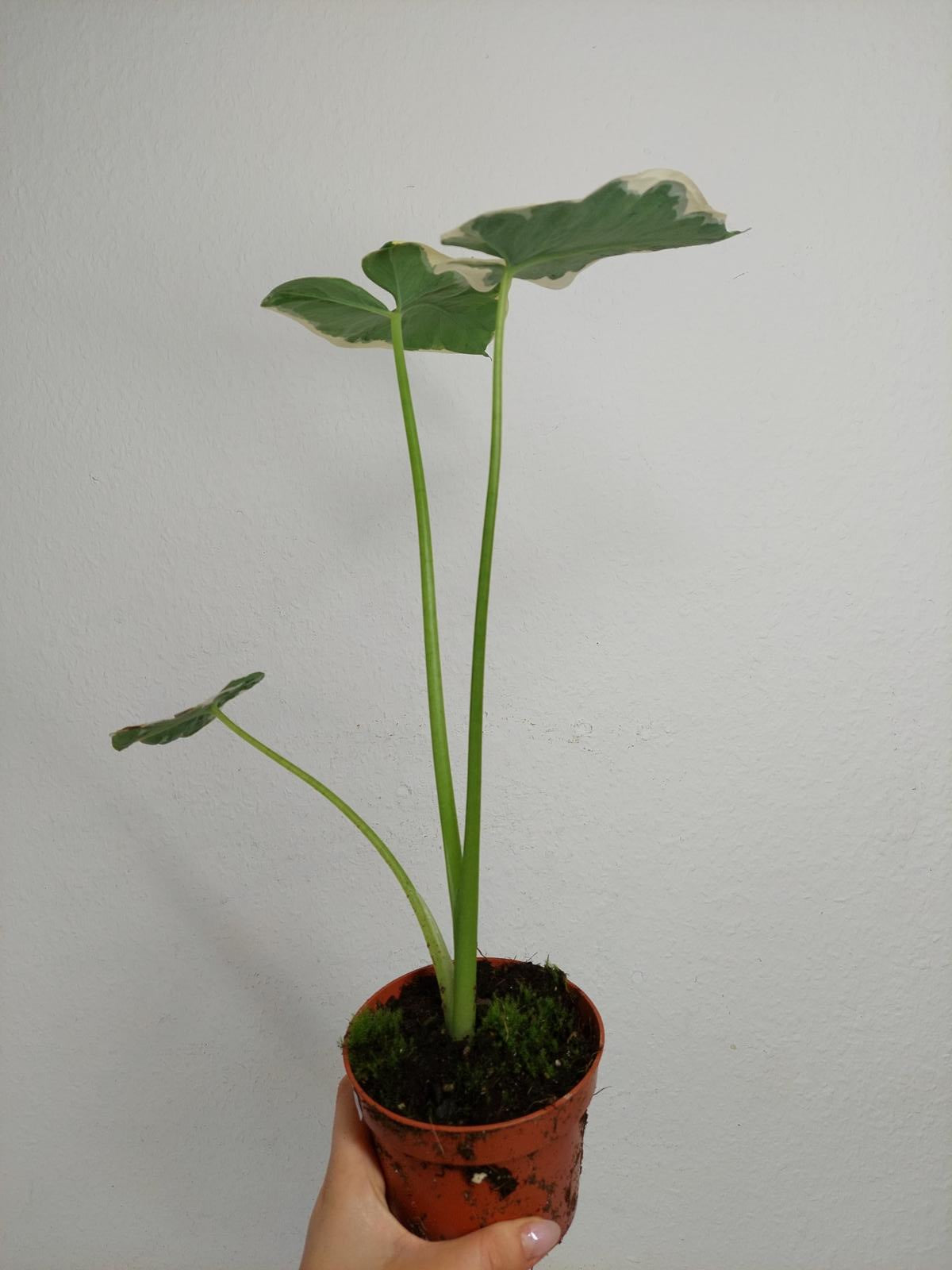Alocasia Mickey Mouse / Xanthosoma Variegata