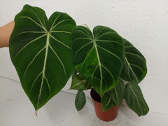 Philodendron Gloriosum Variegata vergrünt