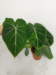 Philodendron Gloriosum Variegata vergrünt