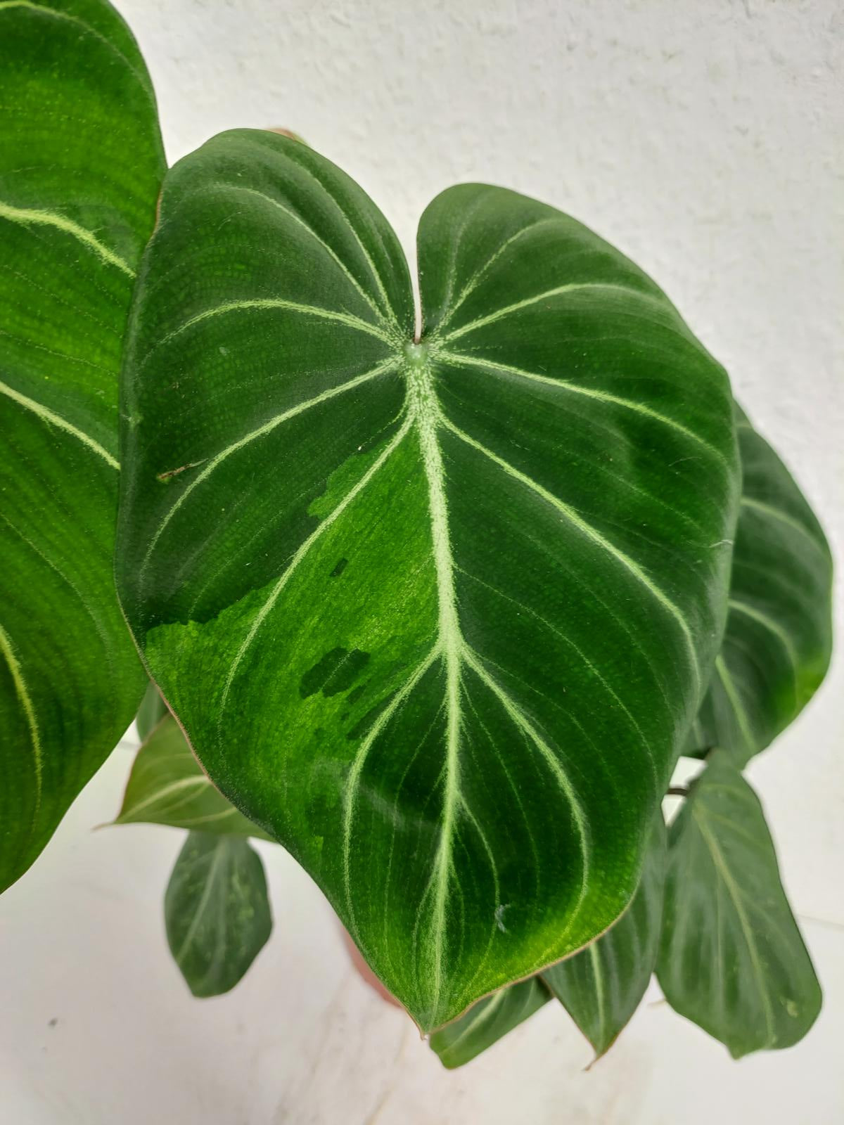 Philodendron Gloriosum Variegata vergrünt