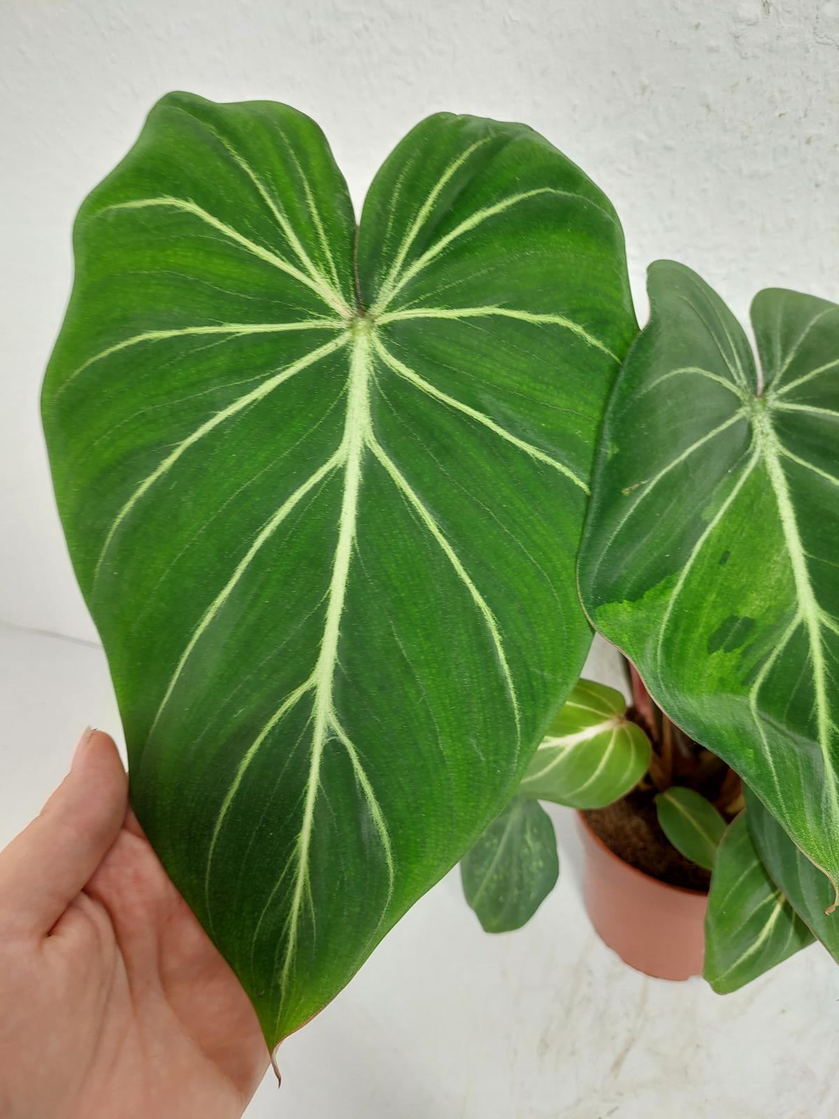 Philodendron Gloriosum Variegata vergrünt