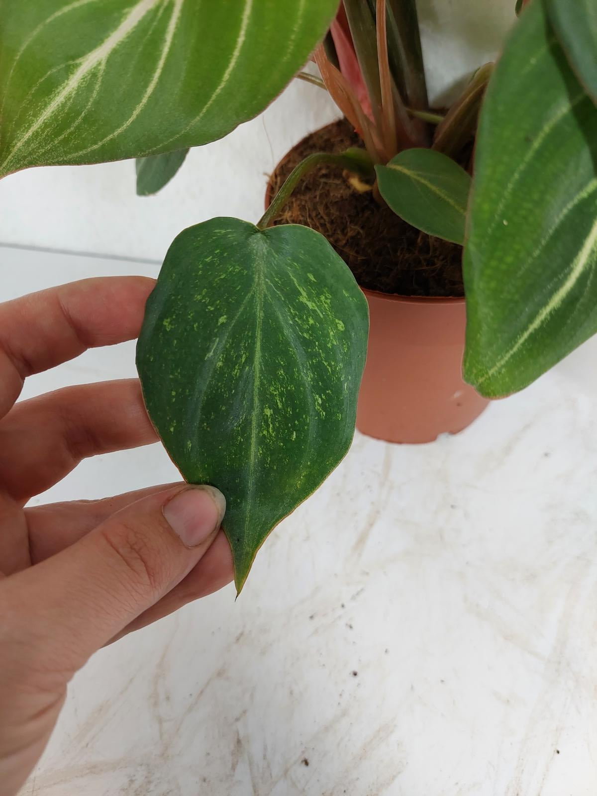 Philodendron Gloriosum Variegata vergrünt