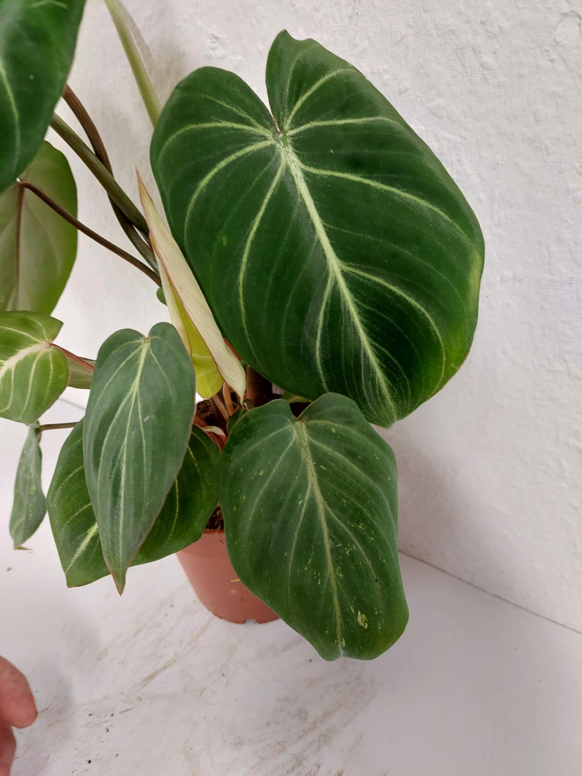 Philodendron Gloriosum Variegata vergrünt
