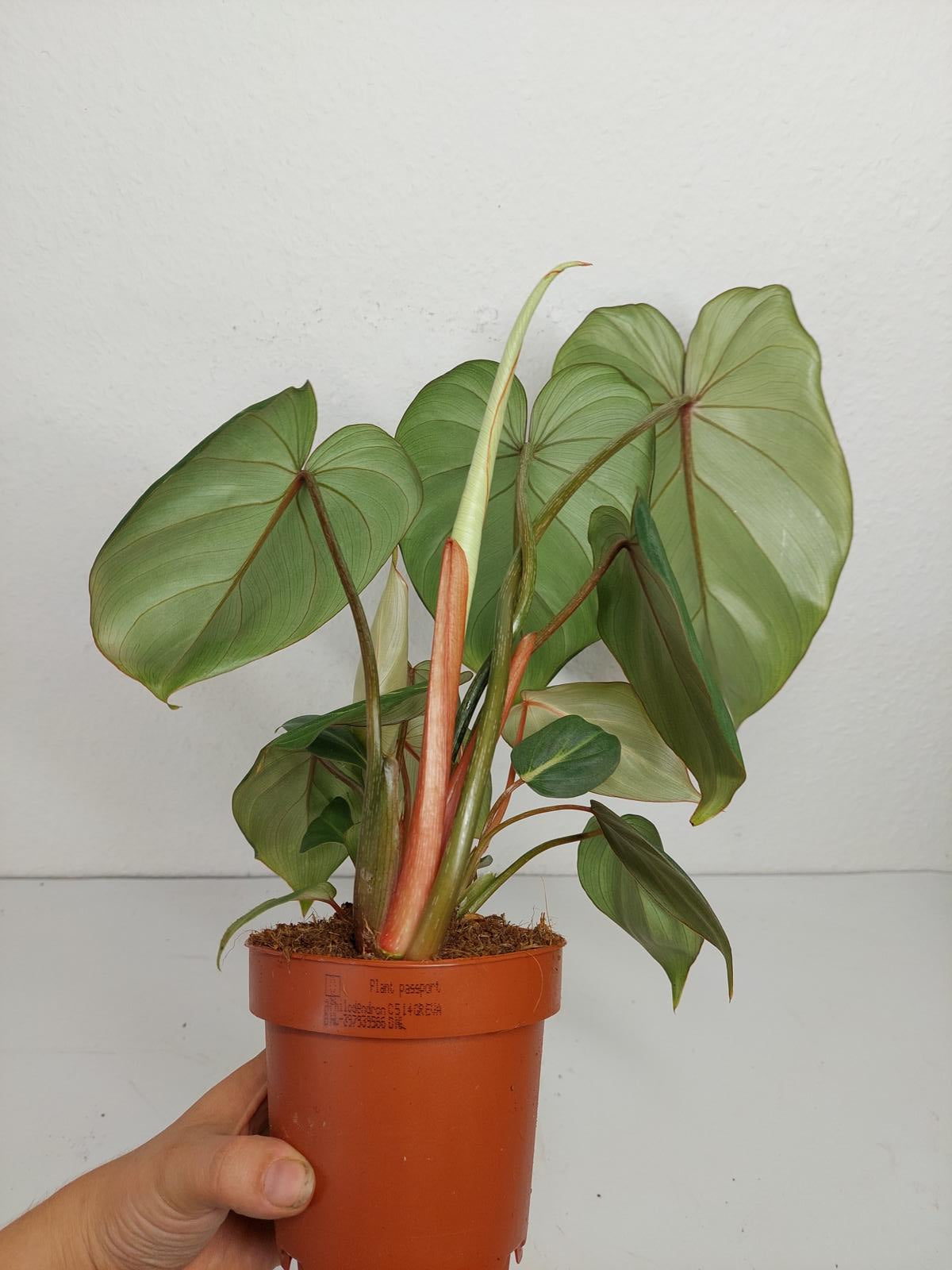 Philodendron Gloriosum Variegata vergrünt