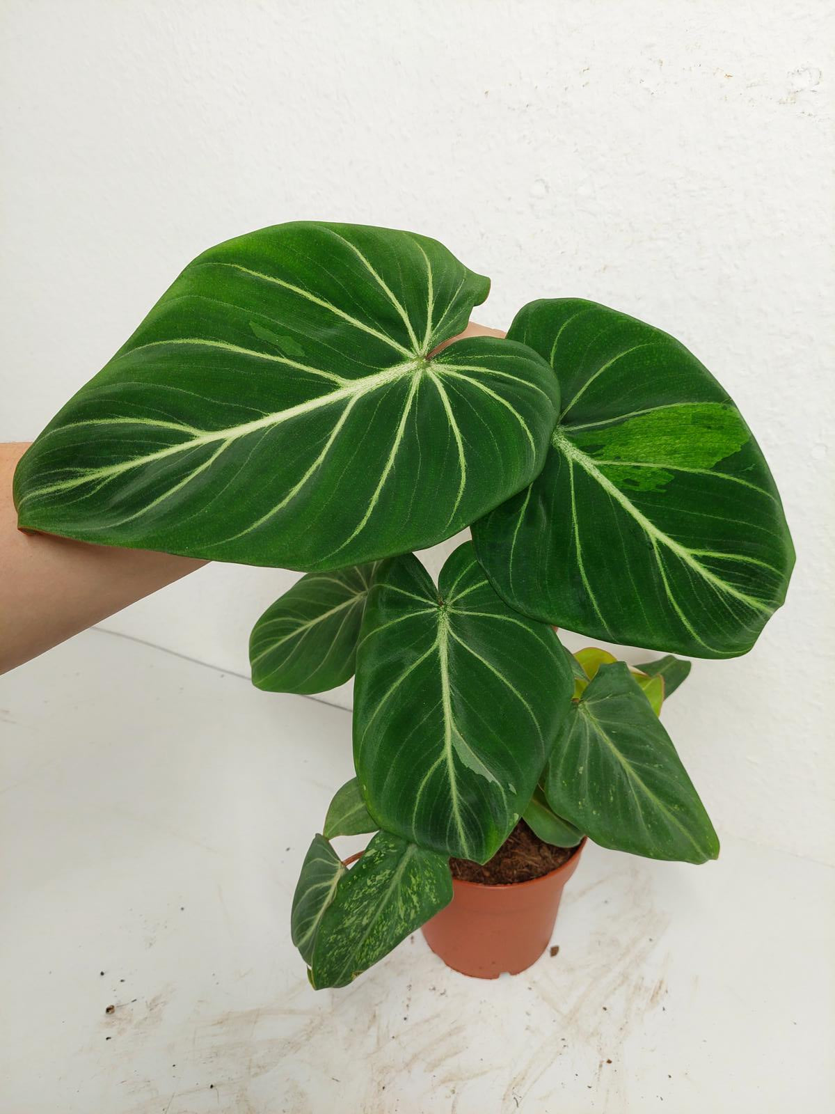 Philodendron Gloriosum Variegata vergrünt
