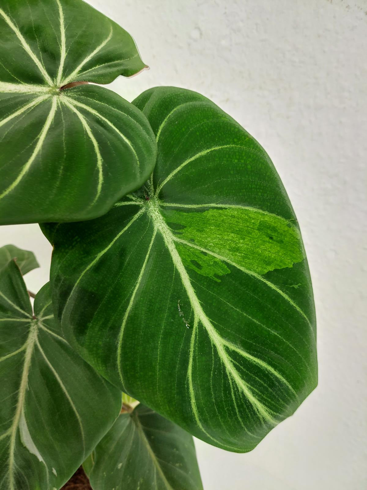 Philodendron Gloriosum Variegata vergrünt