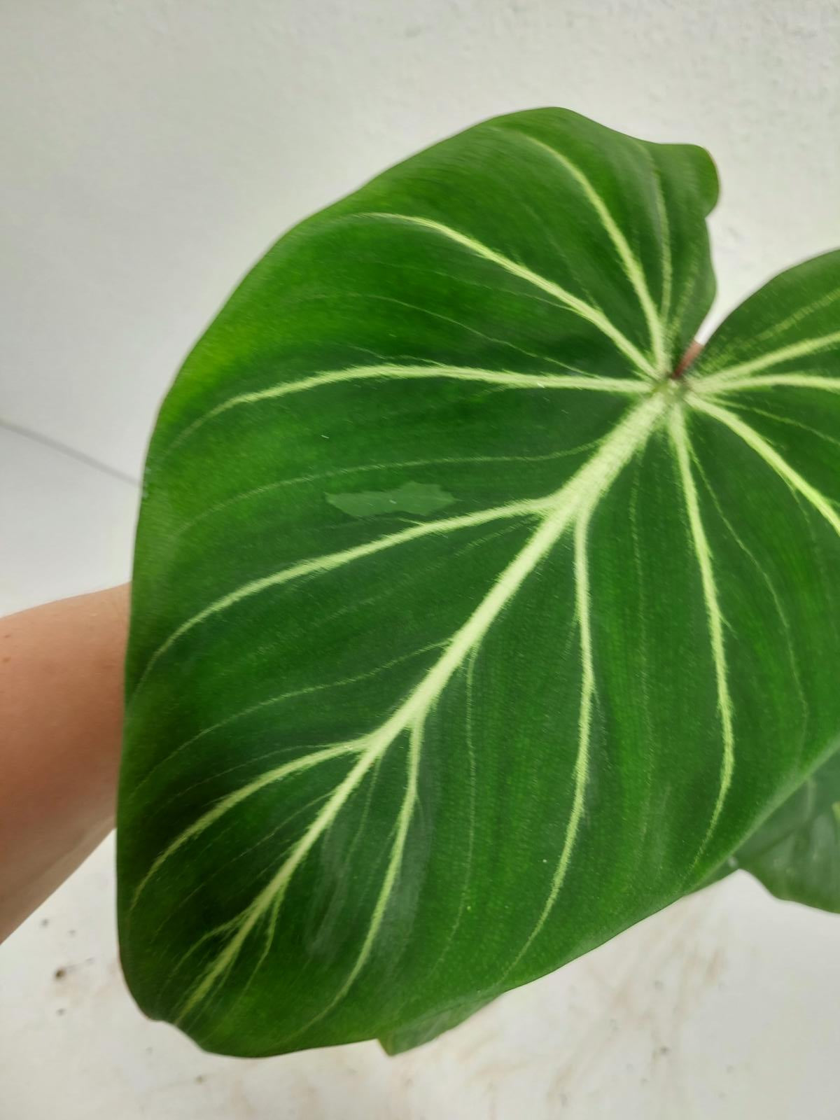 Philodendron Gloriosum Variegata vergrünt