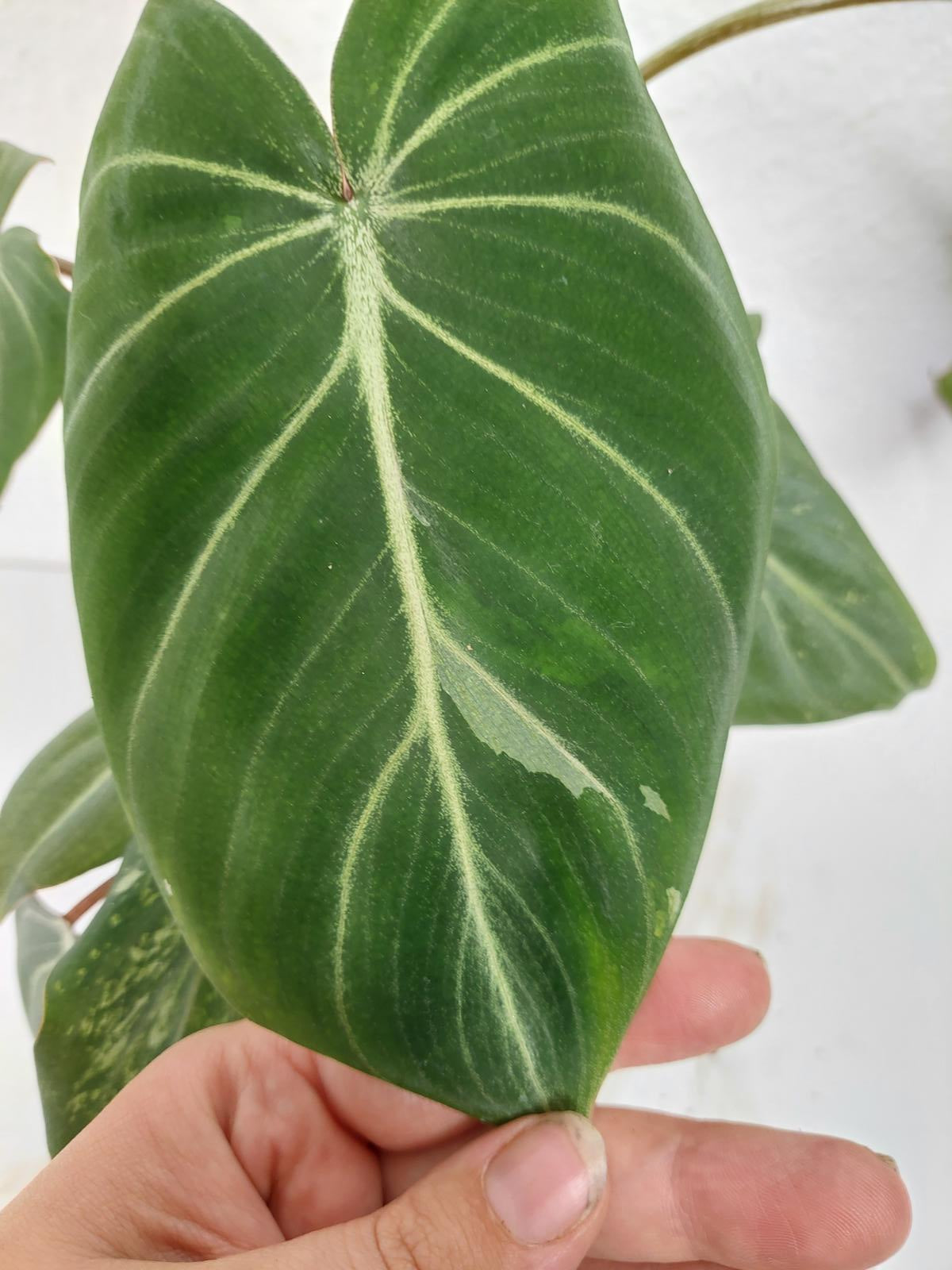 Philodendron Gloriosum Variegata vergrünt