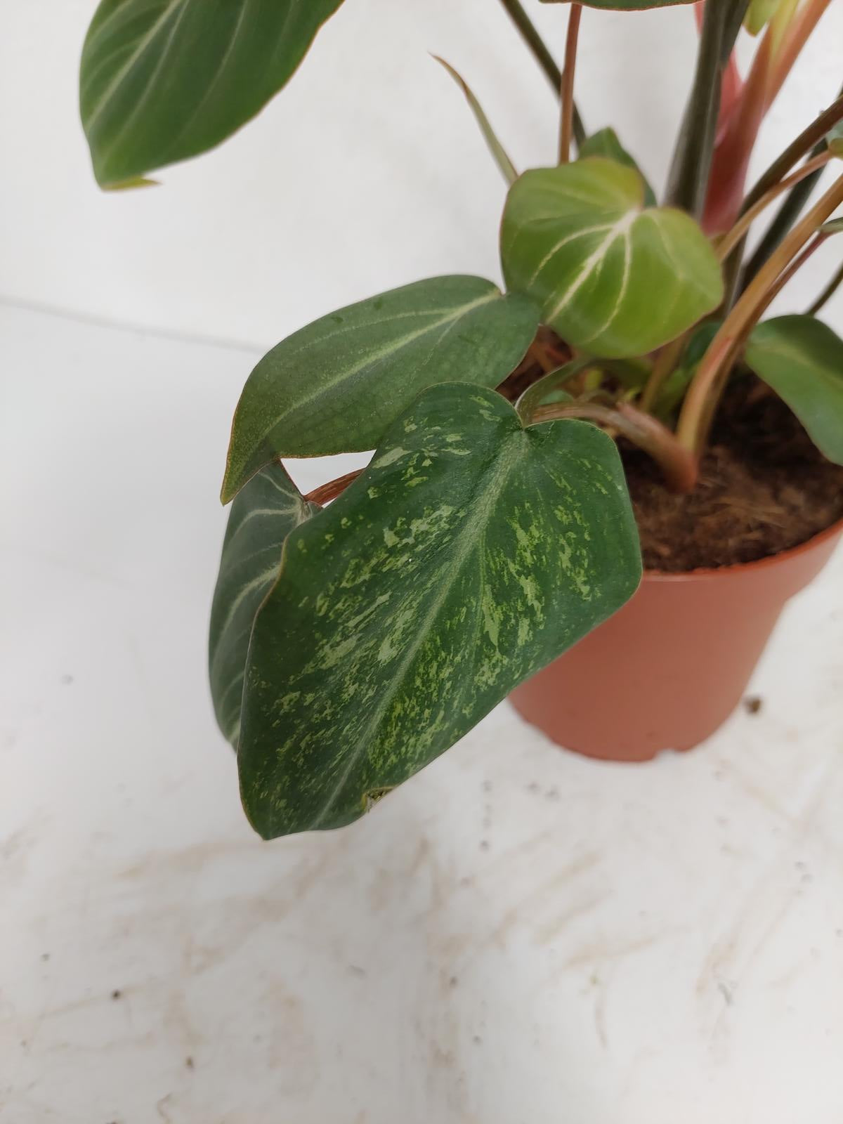 Philodendron Gloriosum Variegata vergrünt