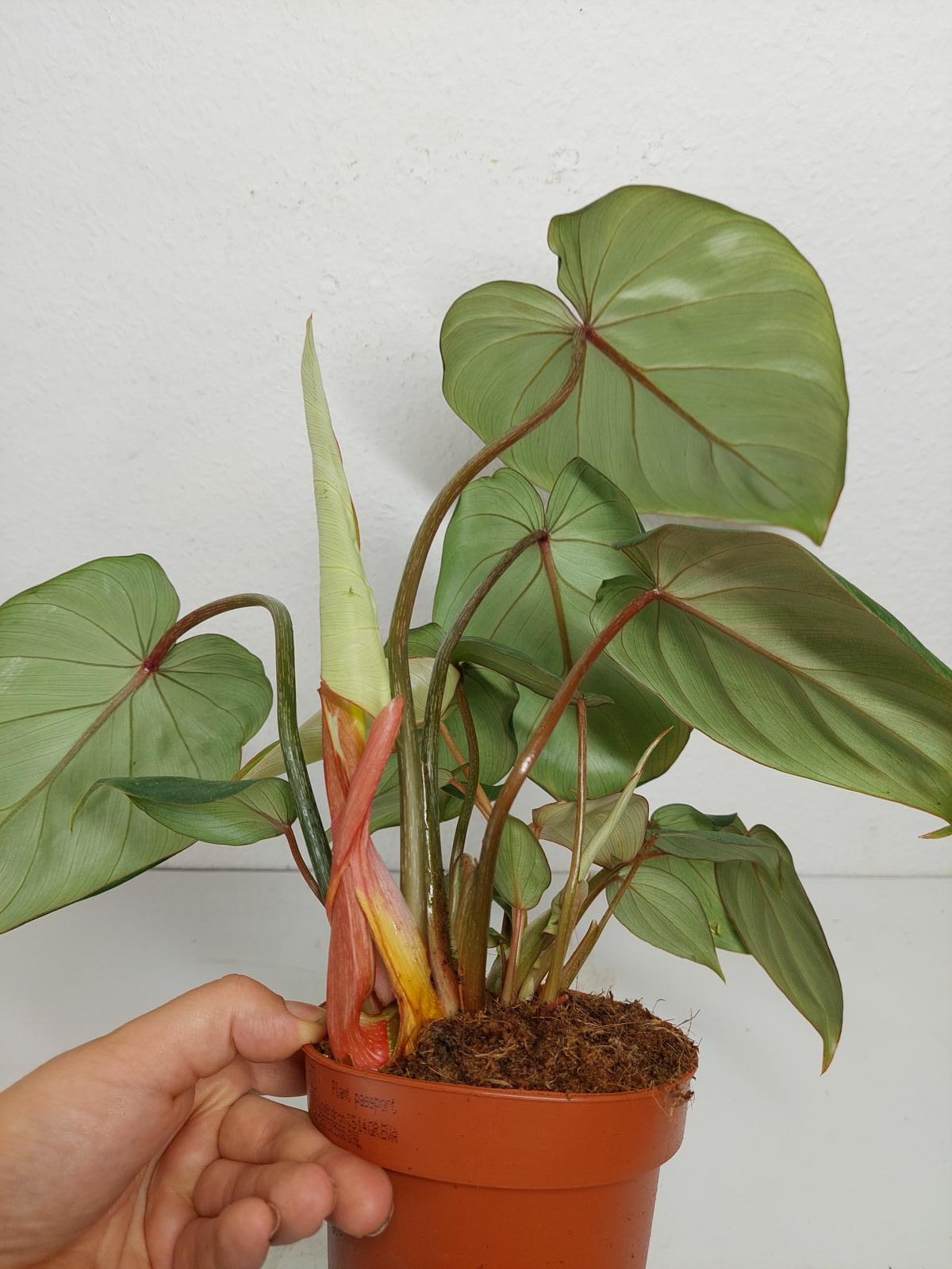 Philodendron Gloriosum Variegata vergrünt