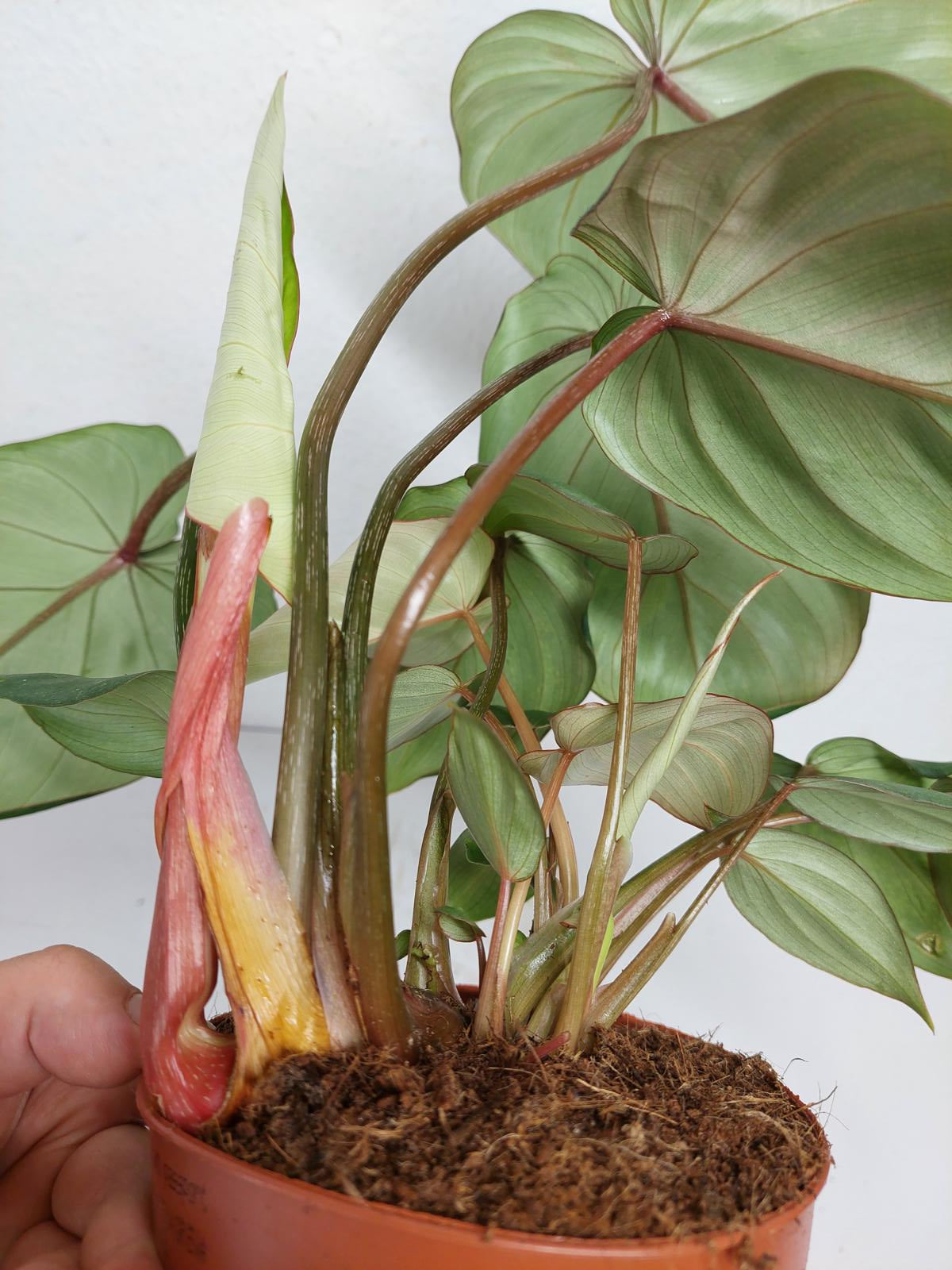 Philodendron Gloriosum Variegata vergrünt
