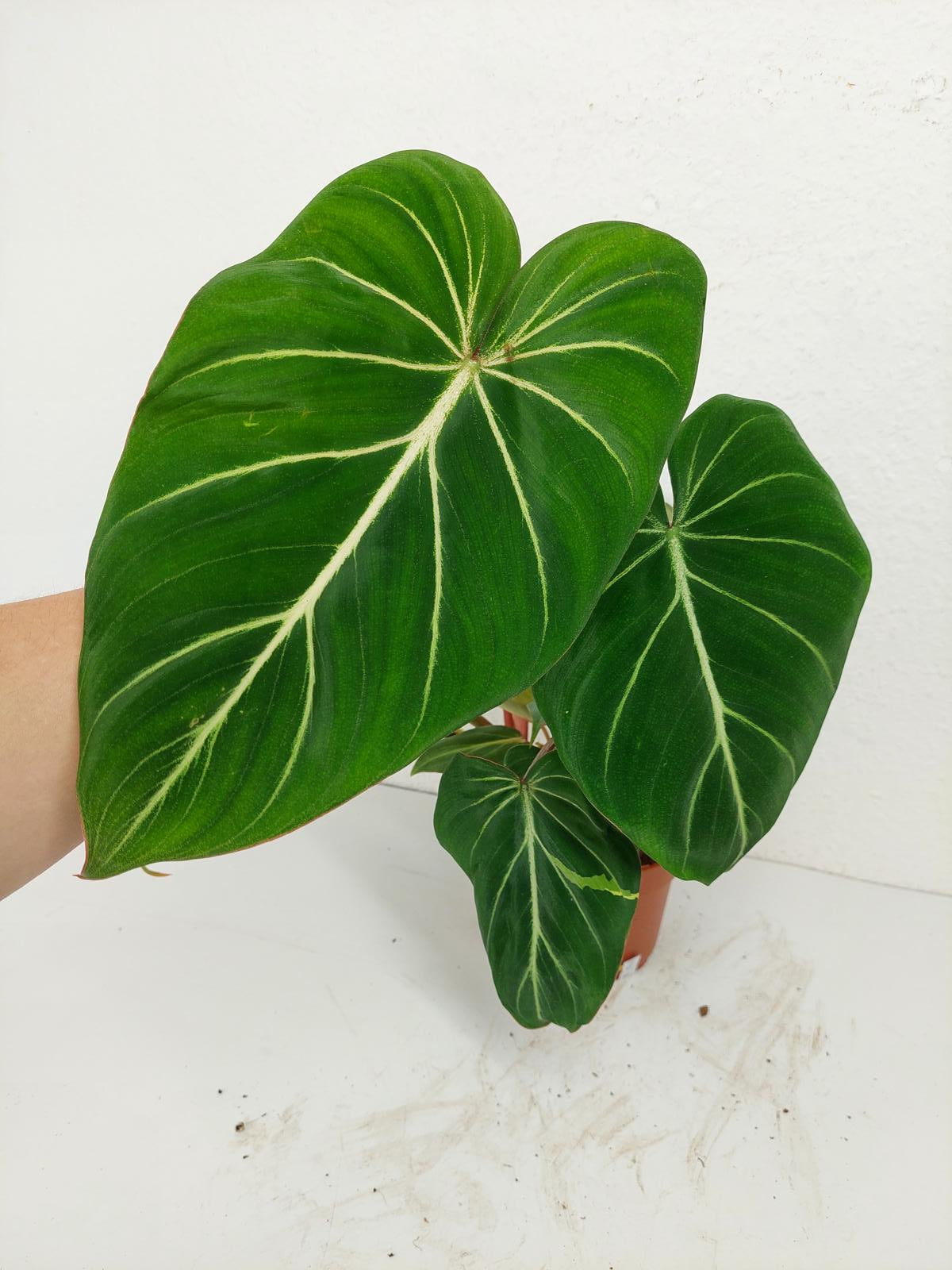 Philodendron Gloriosum Variegata vergrünt