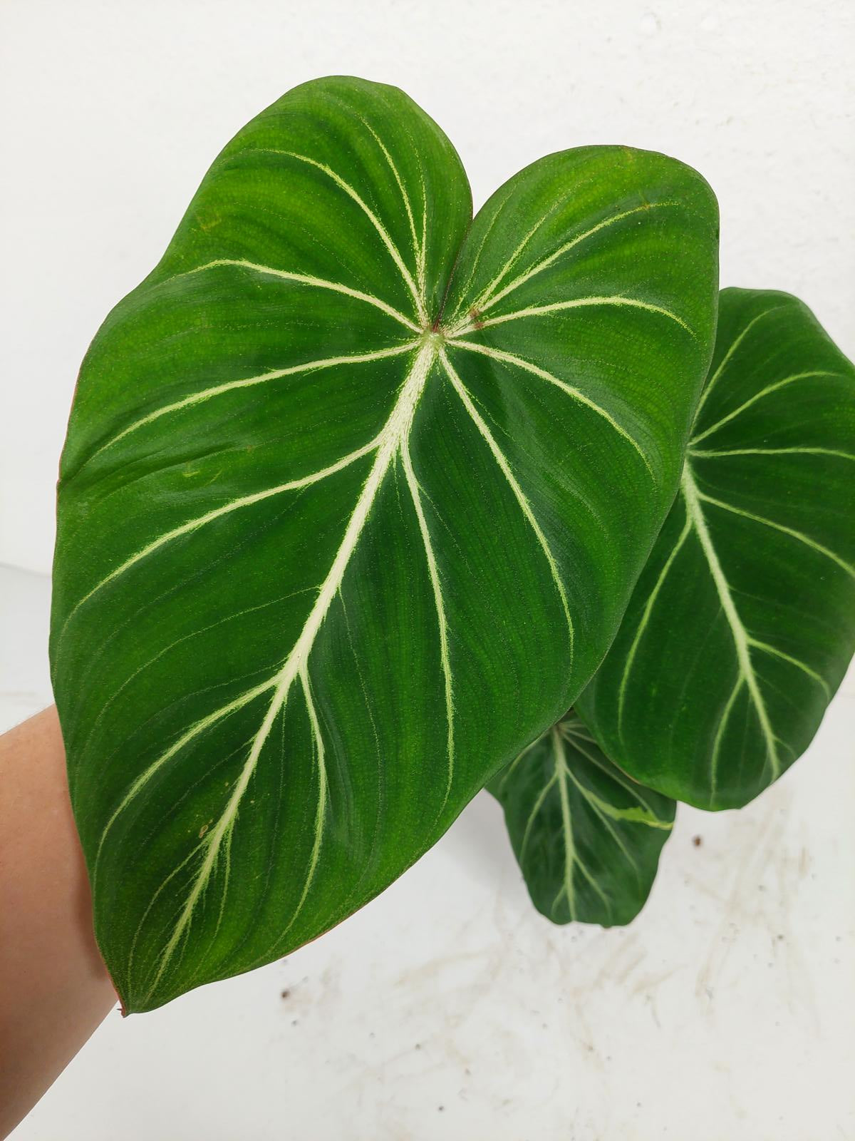 Philodendron Gloriosum Variegata vergrünt