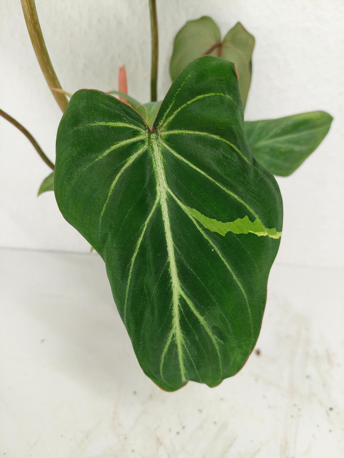 Philodendron Gloriosum Variegata vergrünt