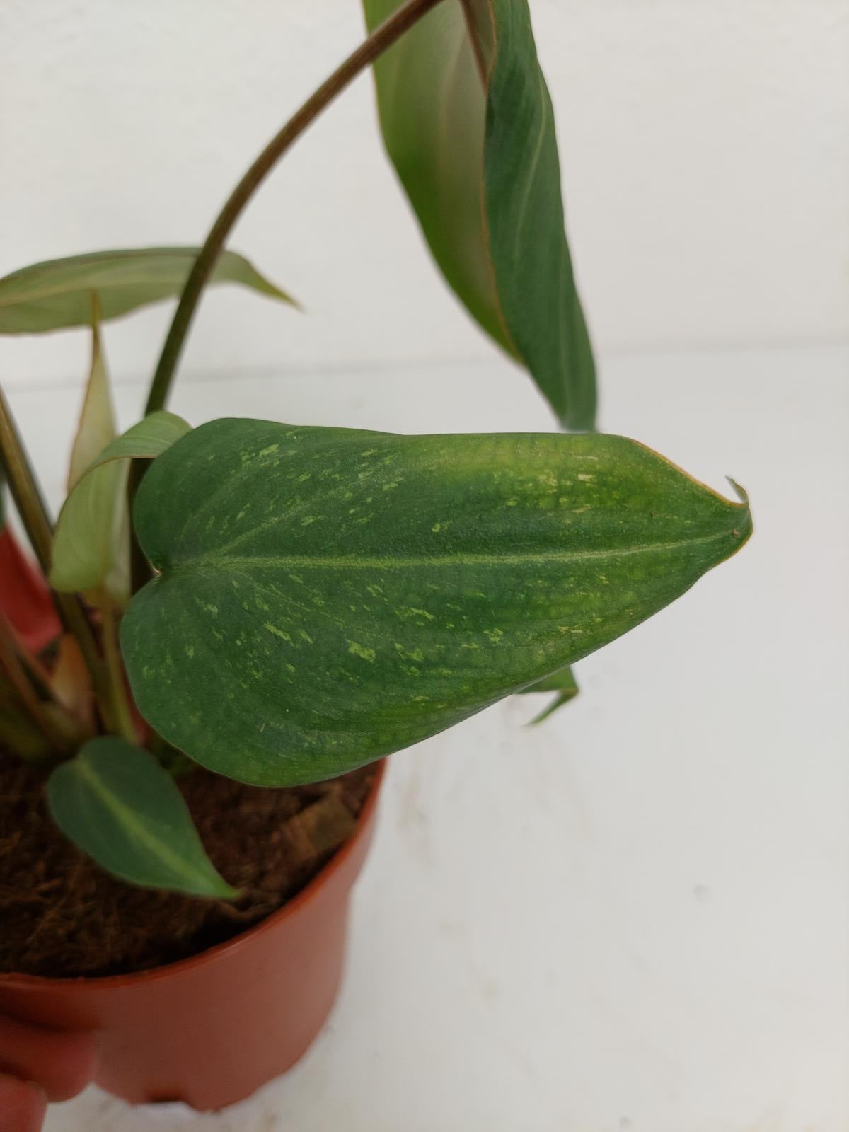 Philodendron Gloriosum Variegata vergrünt
