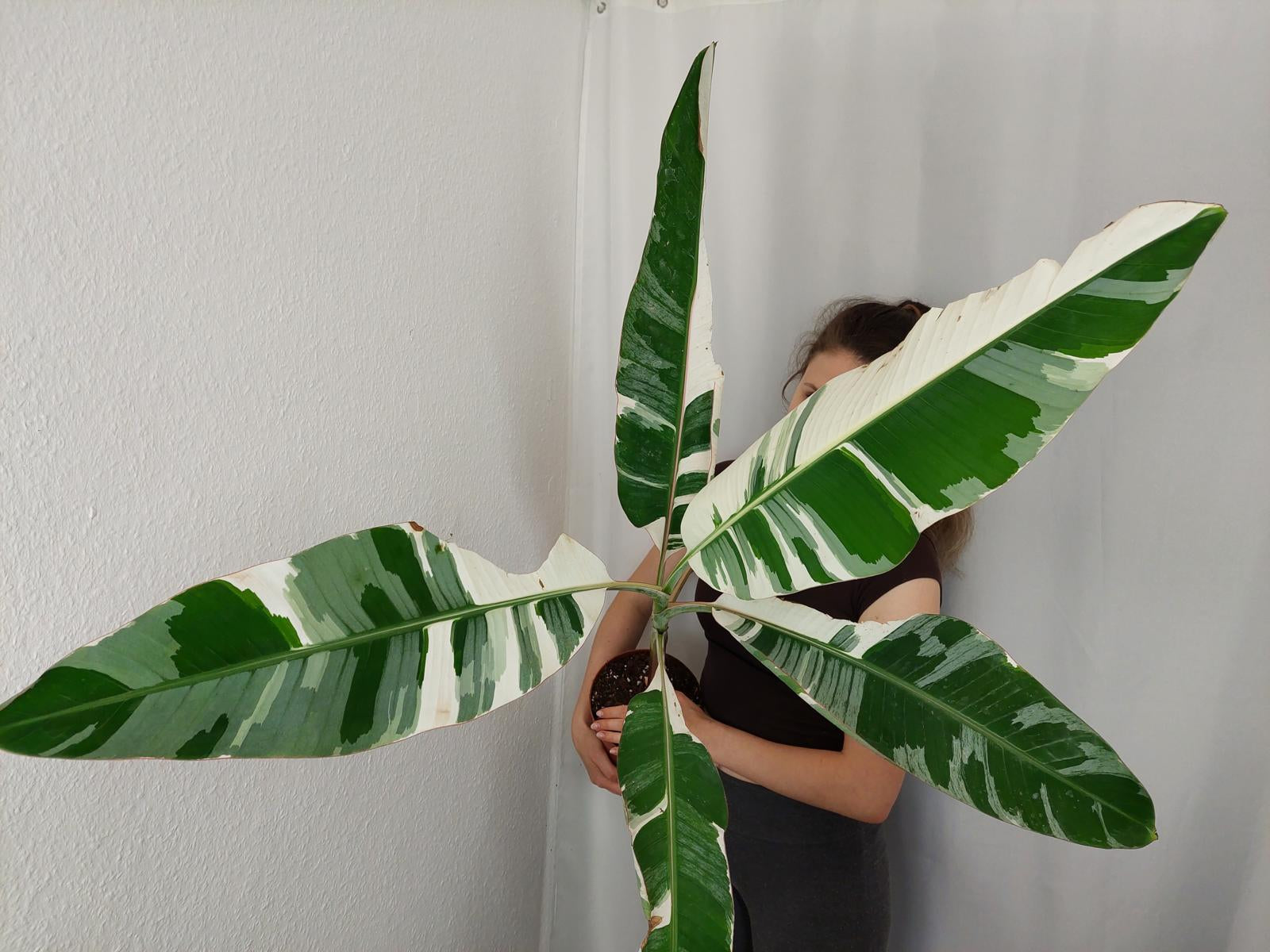 Musa AeAe