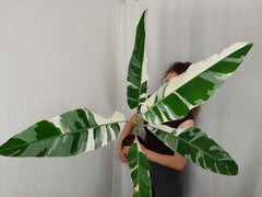 Musa AeAe