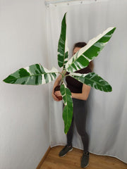 Musa AeAe