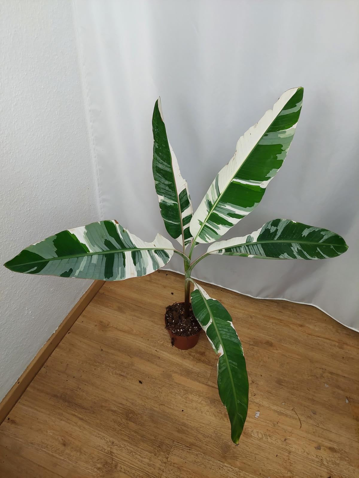 Musa AeAe