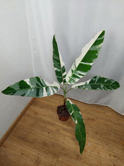 Musa AeAe