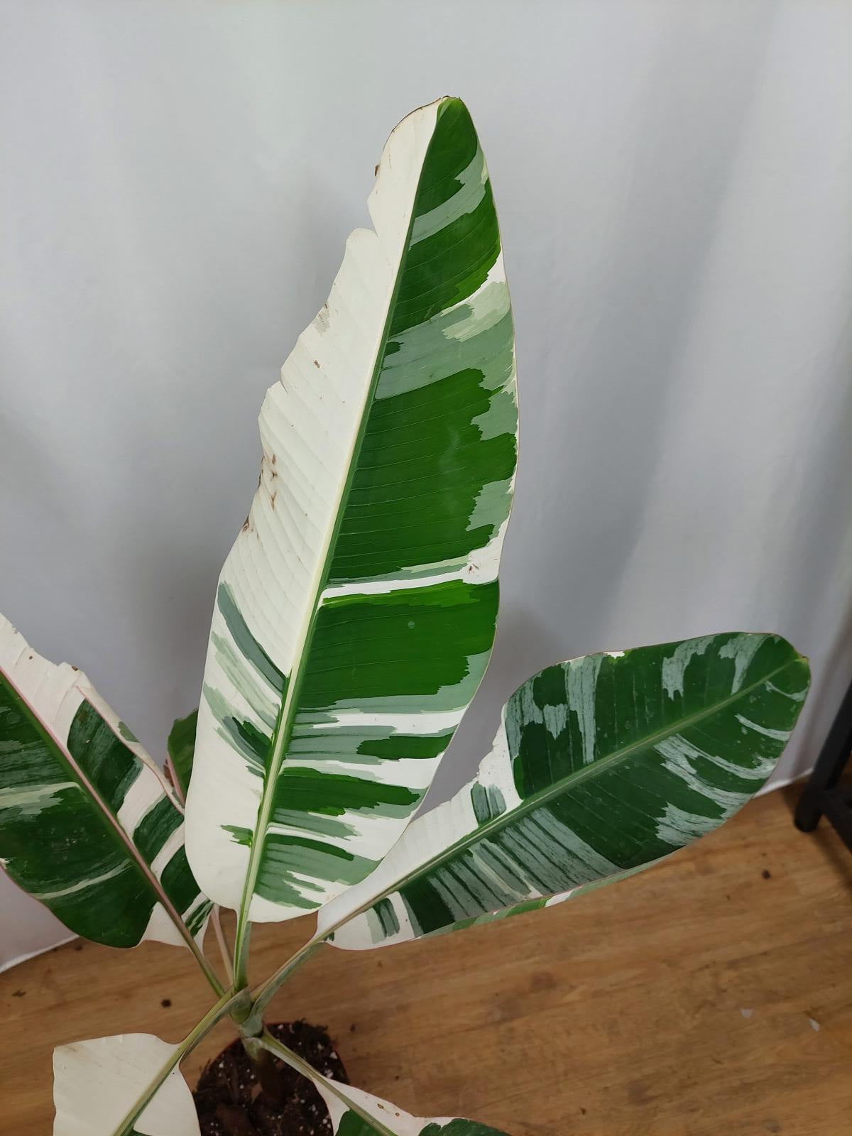 Musa AeAe