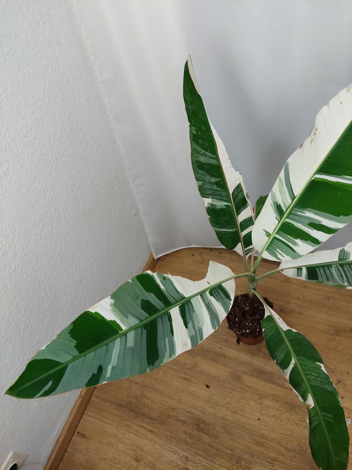 Musa AeAe