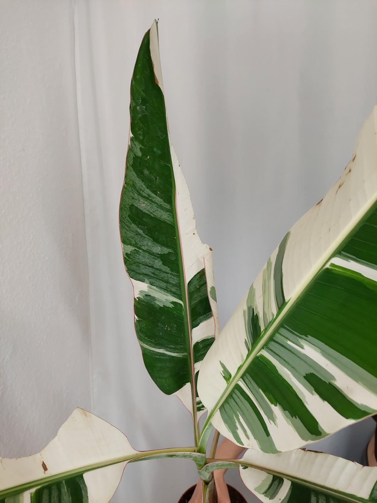 Musa AeAe