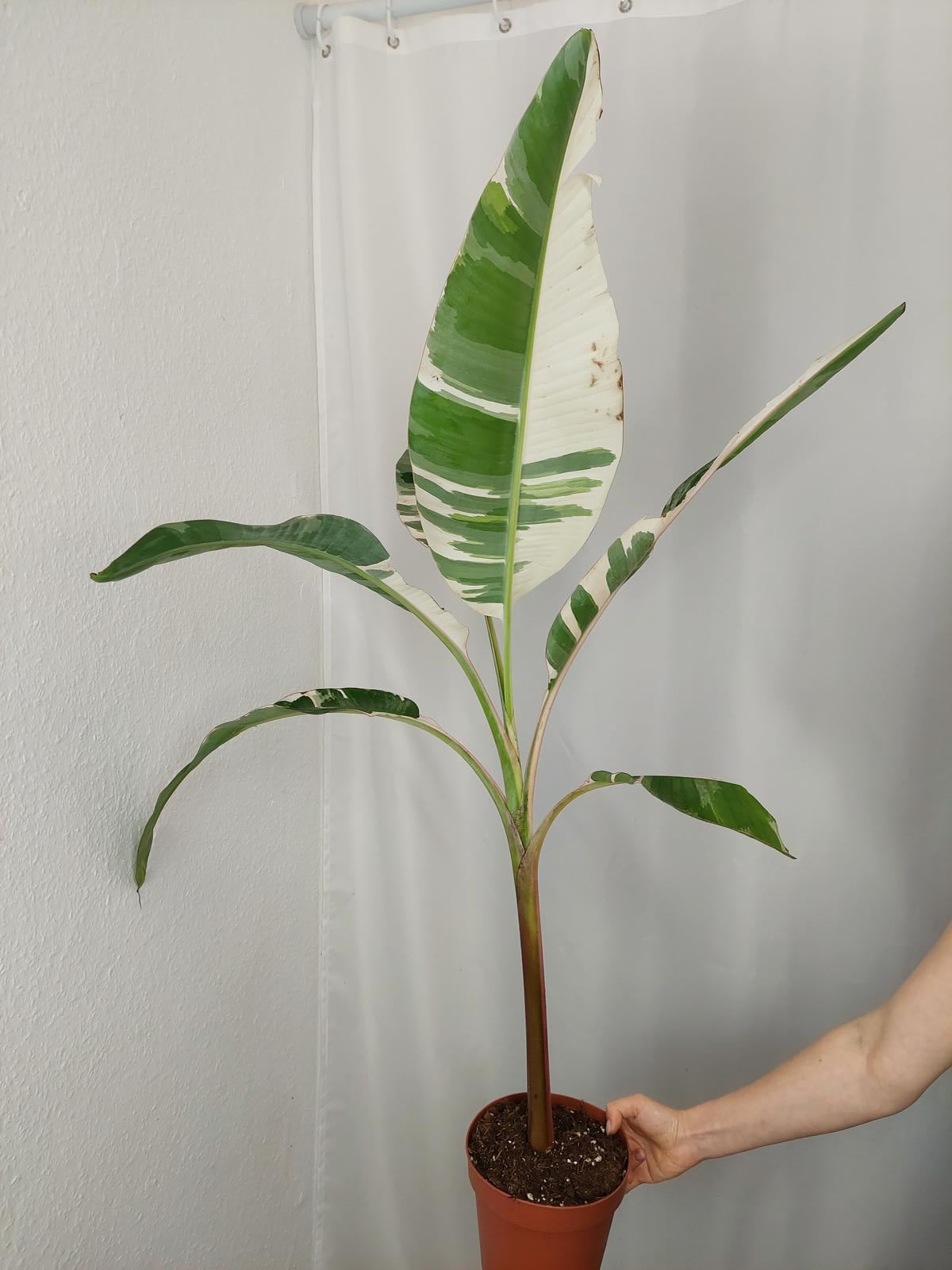 Musa AeAe