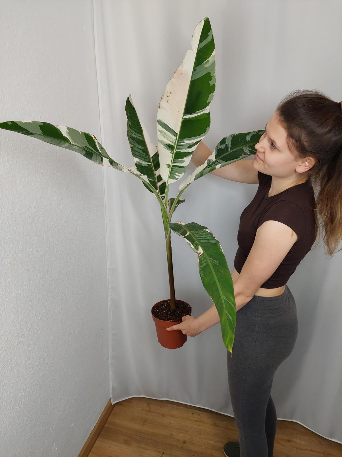 Musa AeAe
