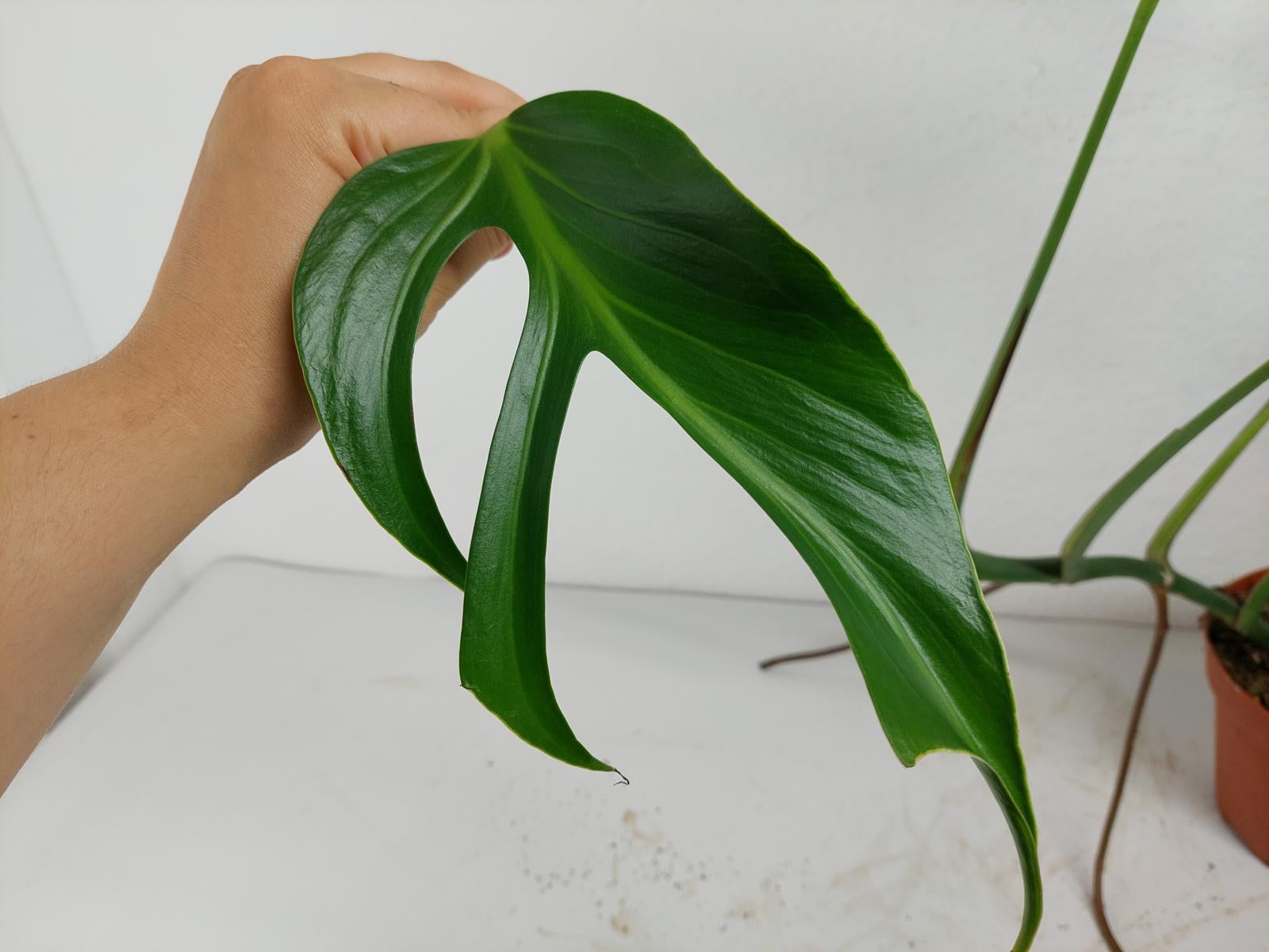 Monstera Burle Marx Flame Adult Steckling