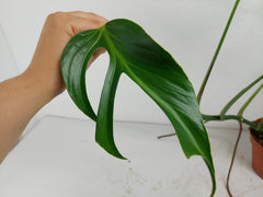 Monstera Burle Marx Flame Adult Steckling