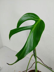 Monstera Burle Marx Flame Adult Steckling