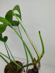 Monstera Burle Marx Flame Adult Steckling