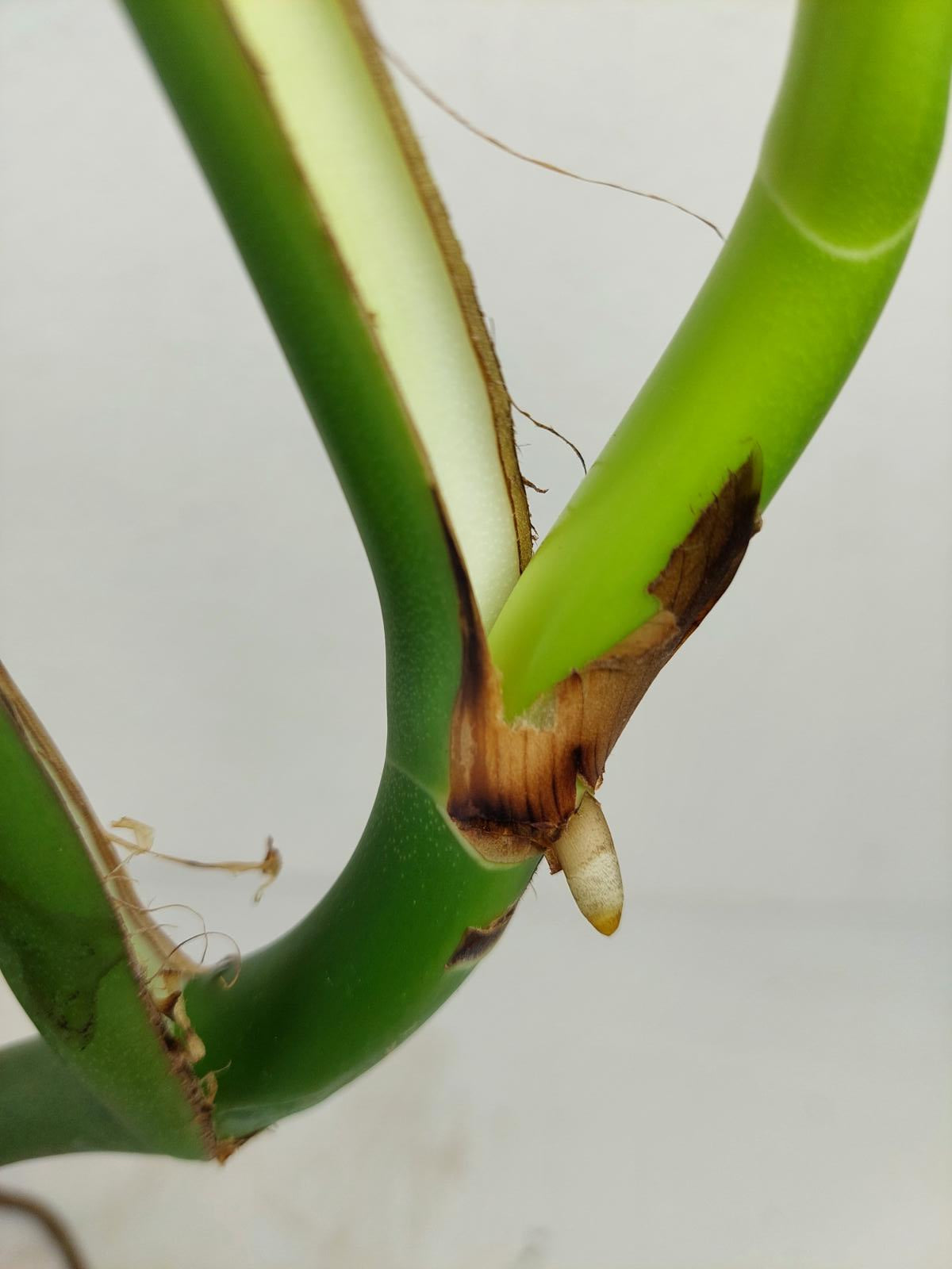 Monstera Burle Marx Flame Adult Steckling