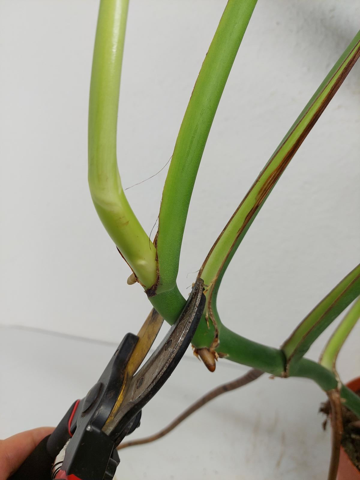 Monstera Burle Marx Flame Adult Steckling