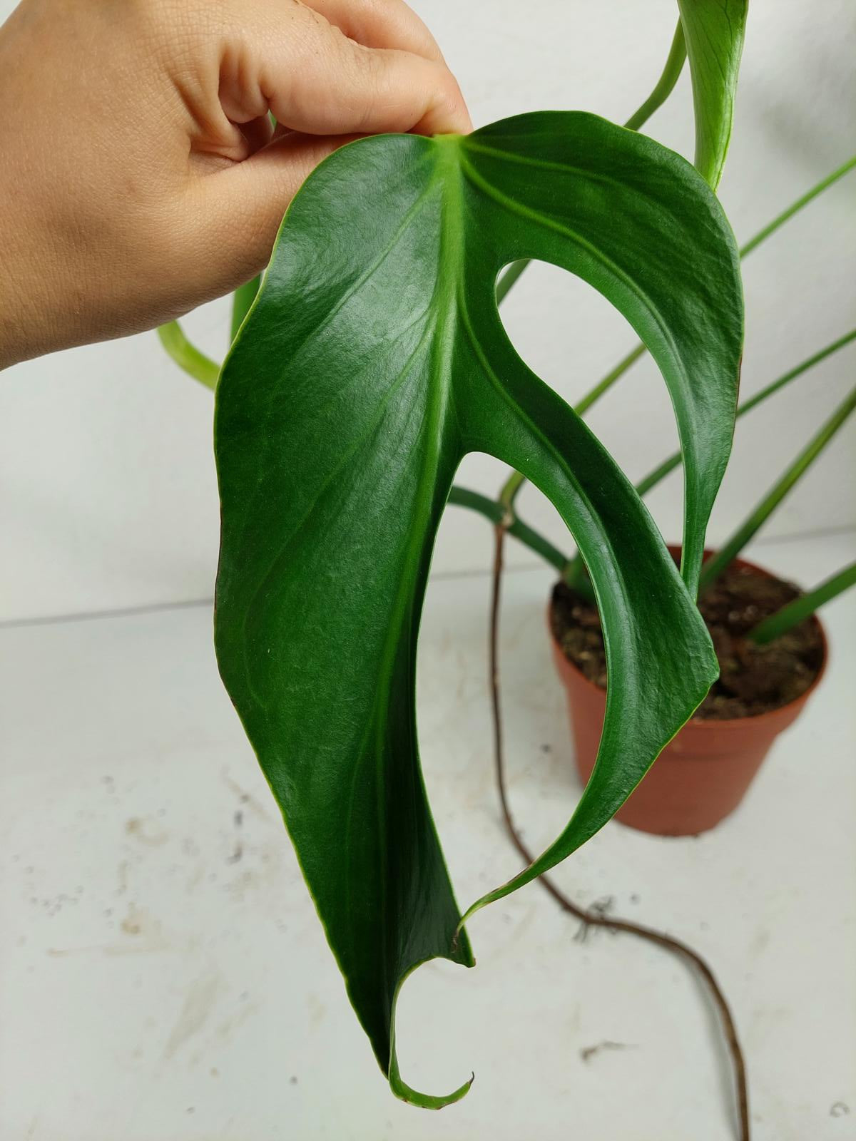 Monstera Burle Marx Flame Adult Steckling