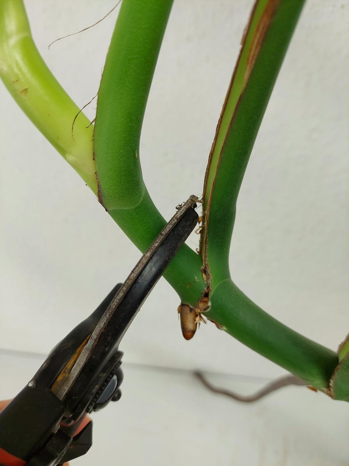 Monstera Burle Marx Flame Adult Steckling