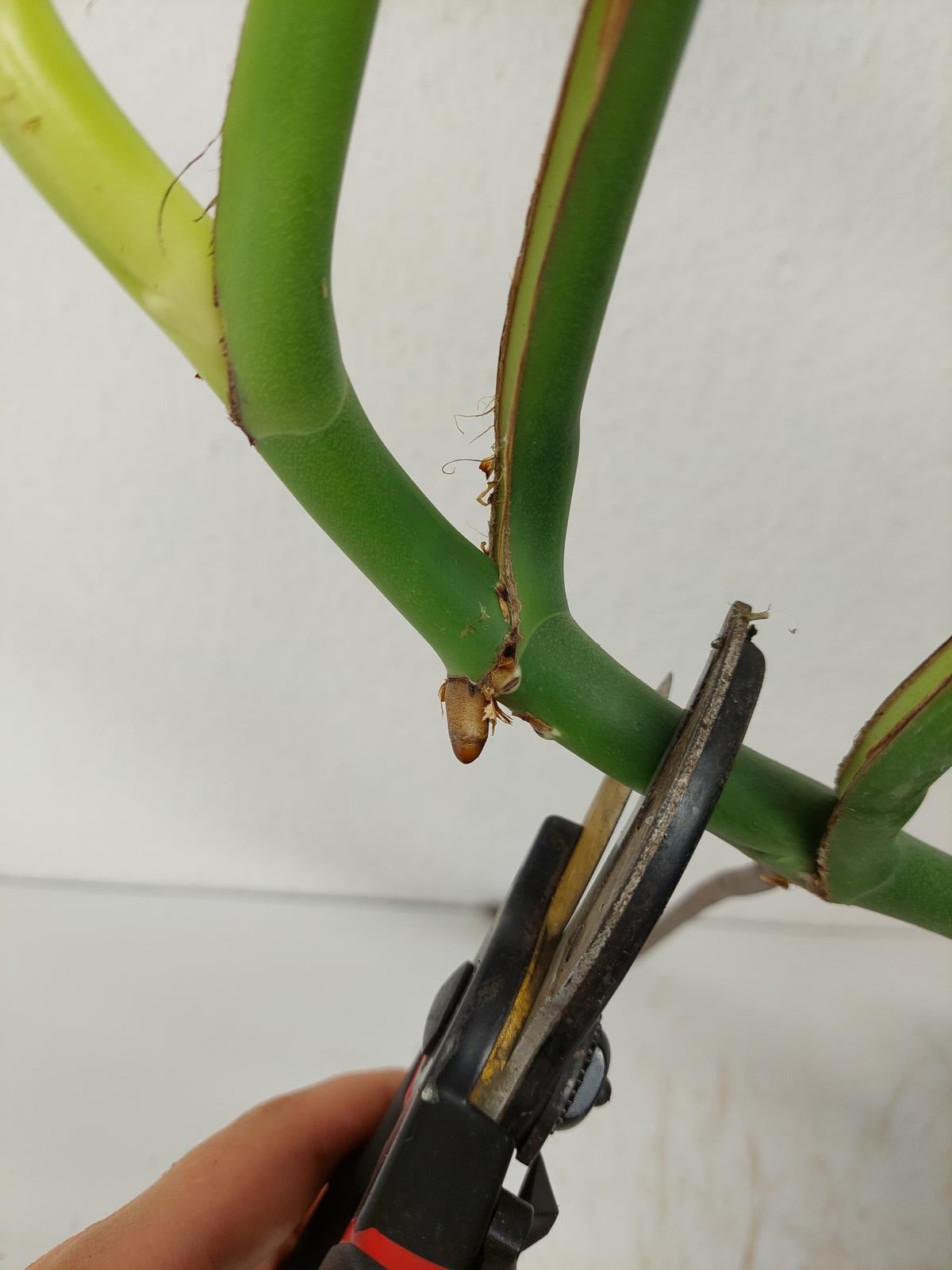 Monstera Burle Marx Flame Adult Steckling