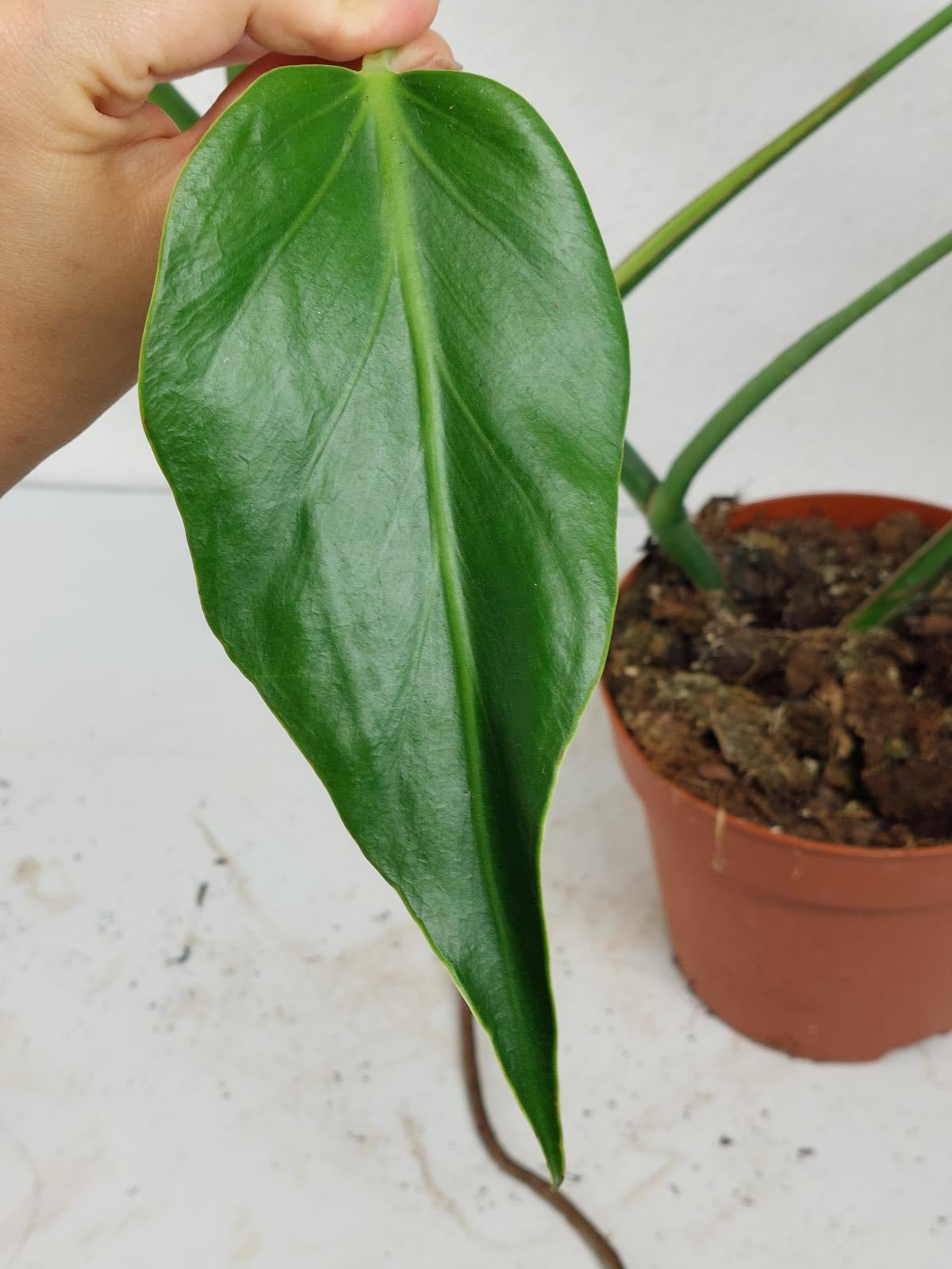 Monstera Burle Marx Flame Adult Steckling