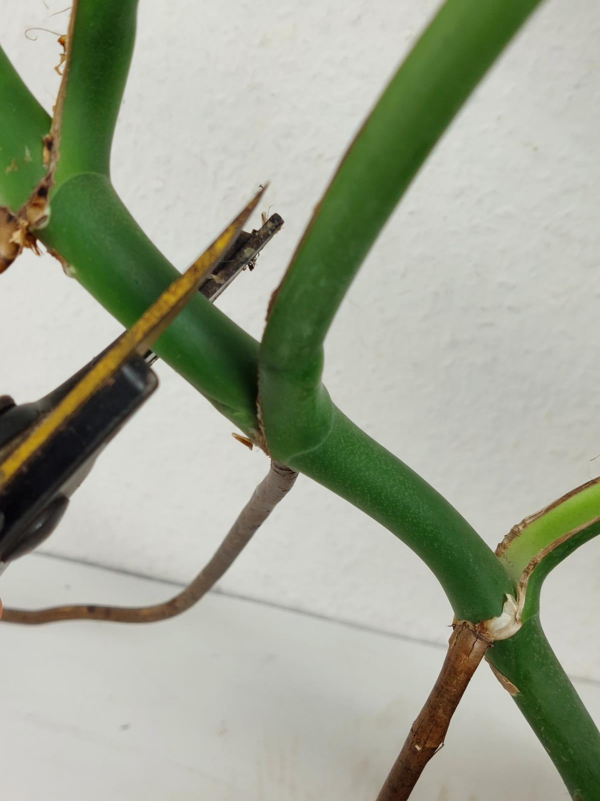 Monstera Burle Marx Flame Adult Steckling