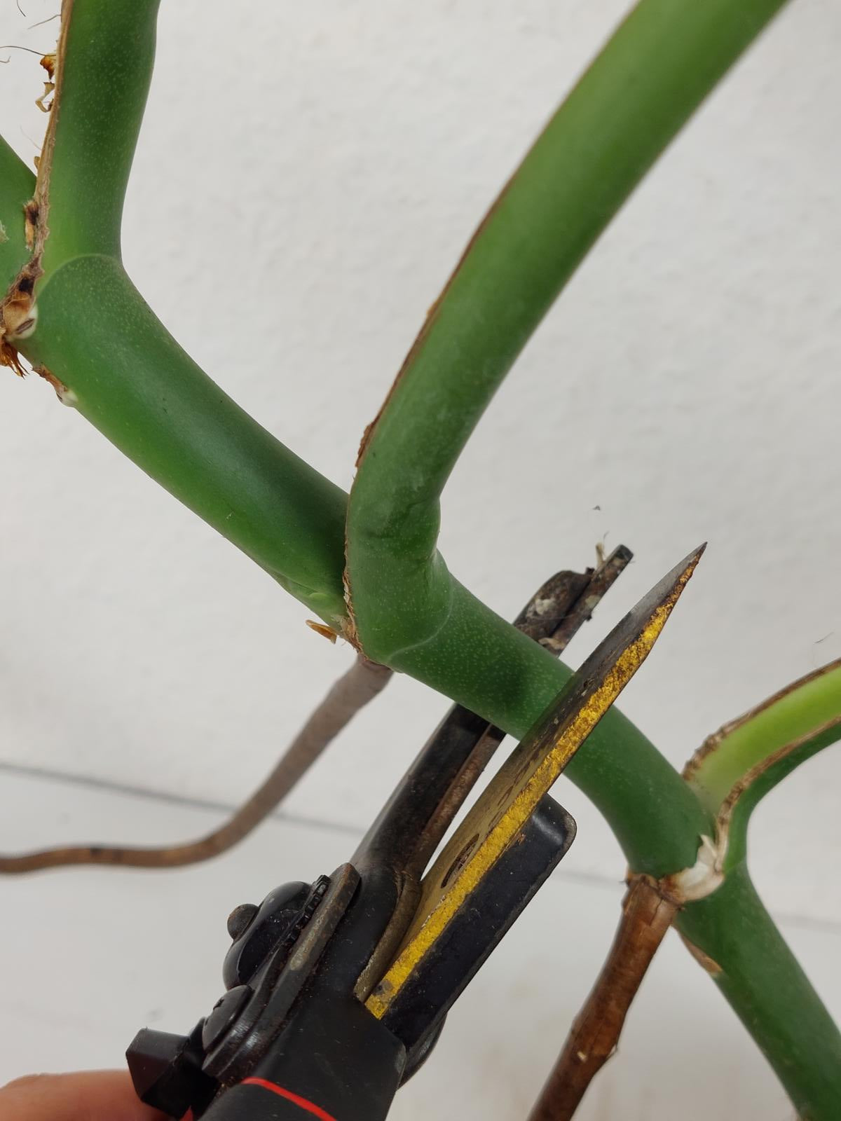 Monstera Burle Marx Flame Adult Steckling