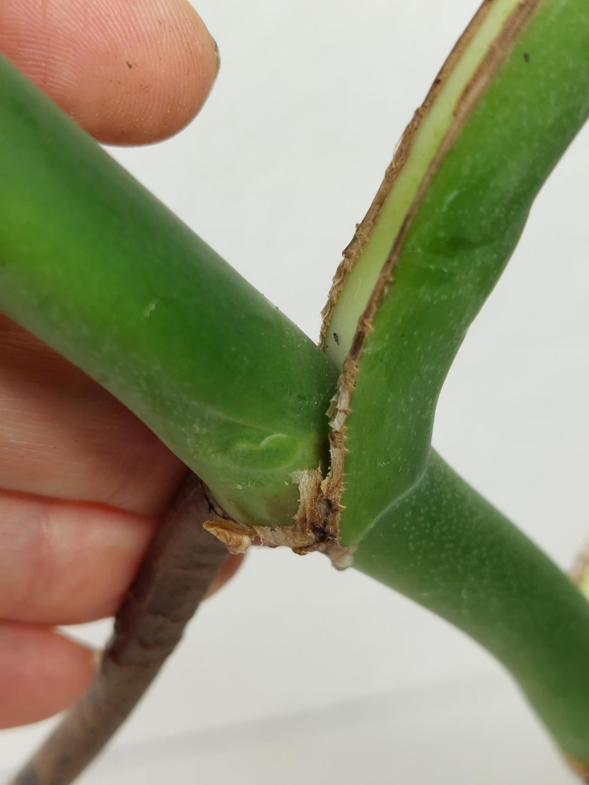 Monstera Burle Marx Flame Adult Steckling