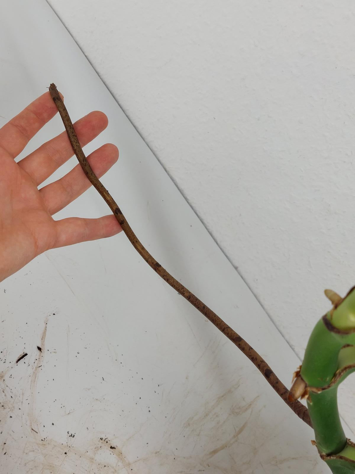 Monstera Burle Marx Flame Adult Steckling