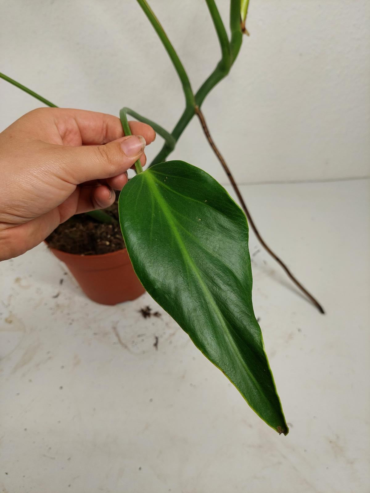 Monstera Burle Marx Flame Adult Steckling