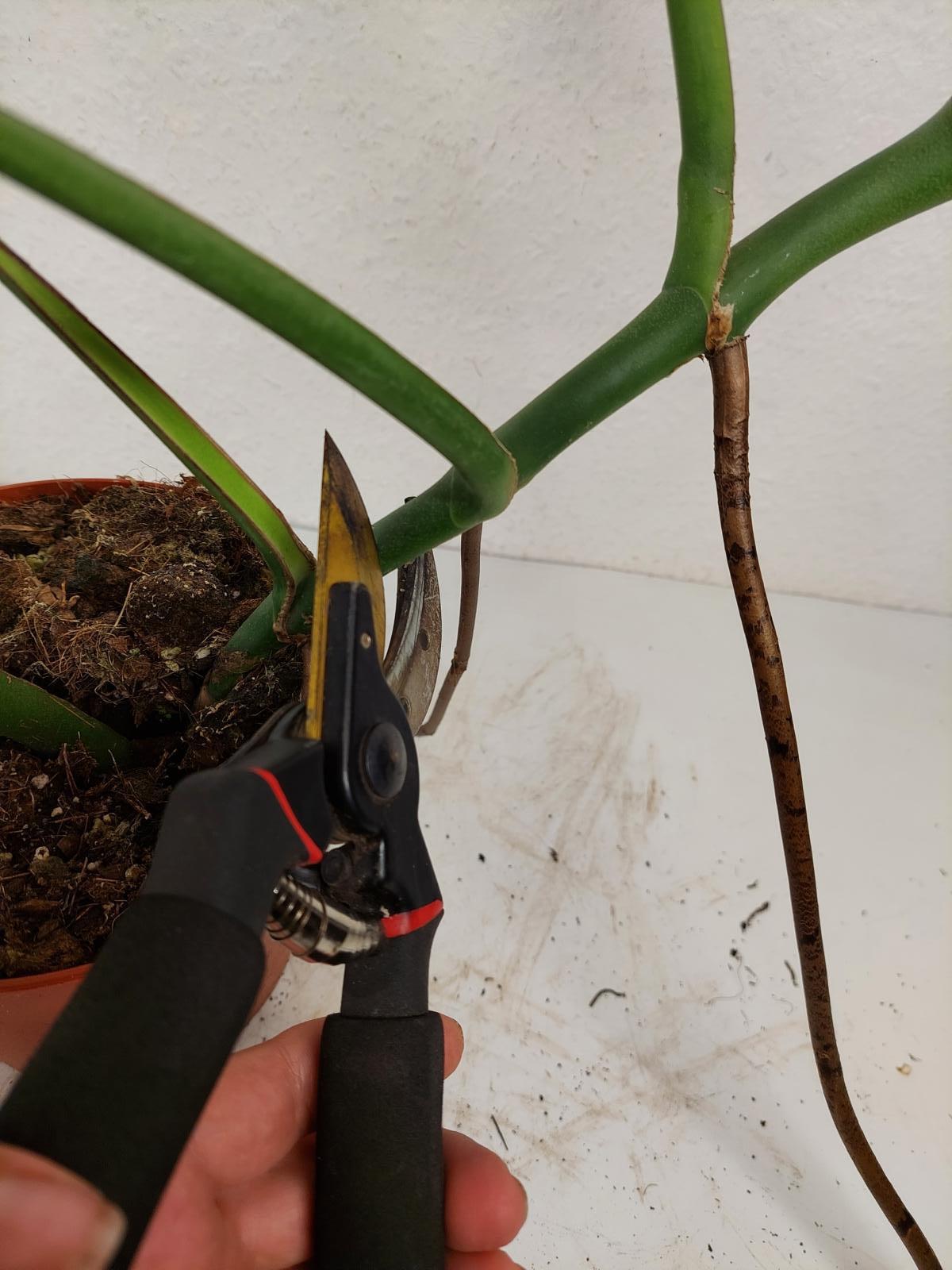 Monstera Burle Marx Flame Adult Steckling