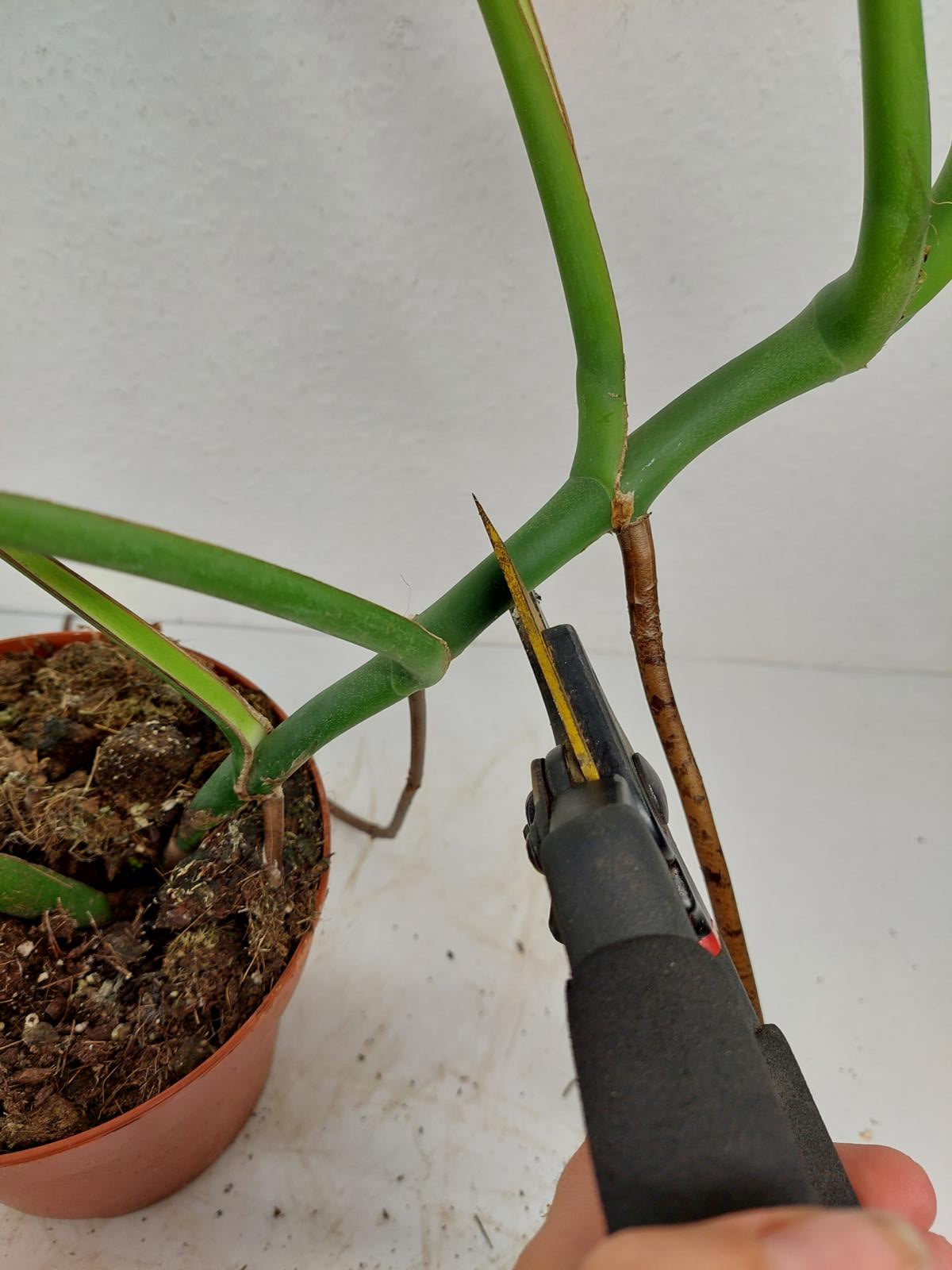 Monstera Burle Marx Flame Adult Steckling