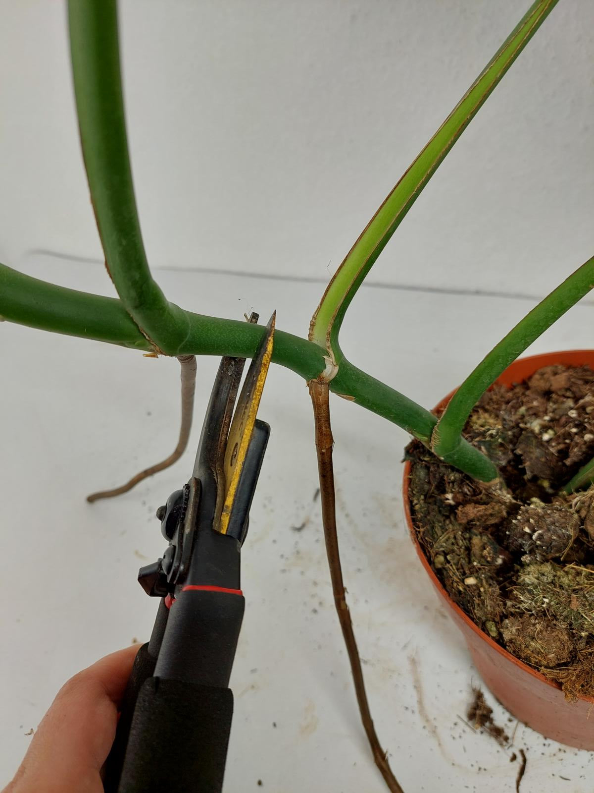 Monstera Burle Marx Flame Adult Steckling