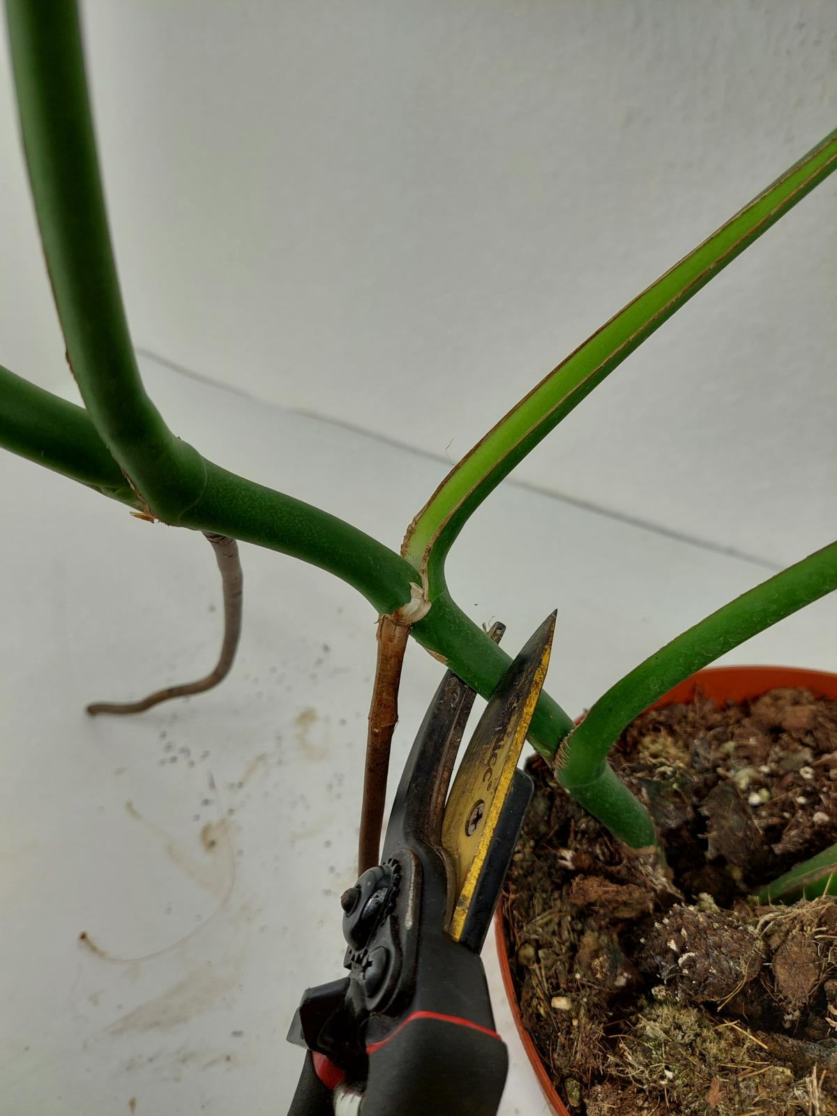 Monstera Burle Marx Flame Adult Steckling