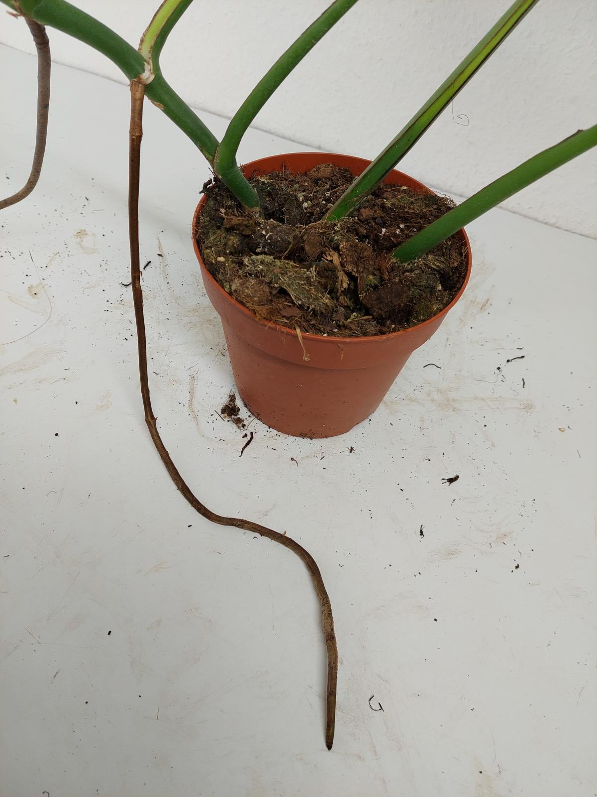 Monstera Burle Marx Flame Adult Steckling